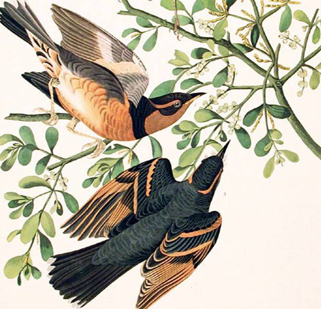 John James Audubon pigeon couple cropped